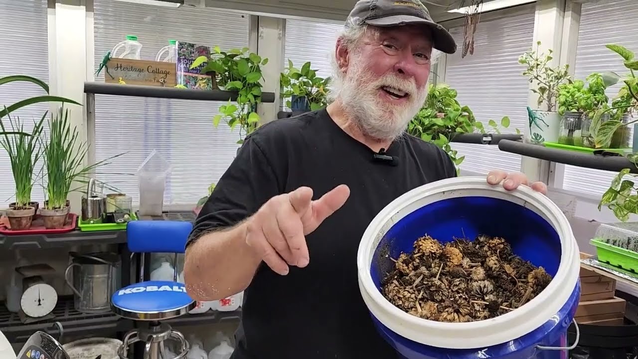 Zinnia Seed Collection and Cleaning