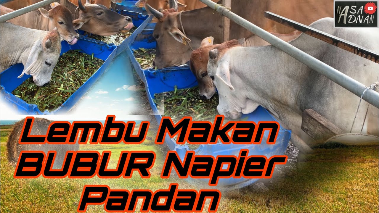Cara Buat Bubur Napier Pandan Untuk Lembu Makan