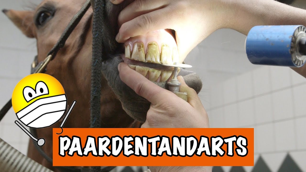Eve gaat naar de paardentandarts!! | PaardenpraatTV