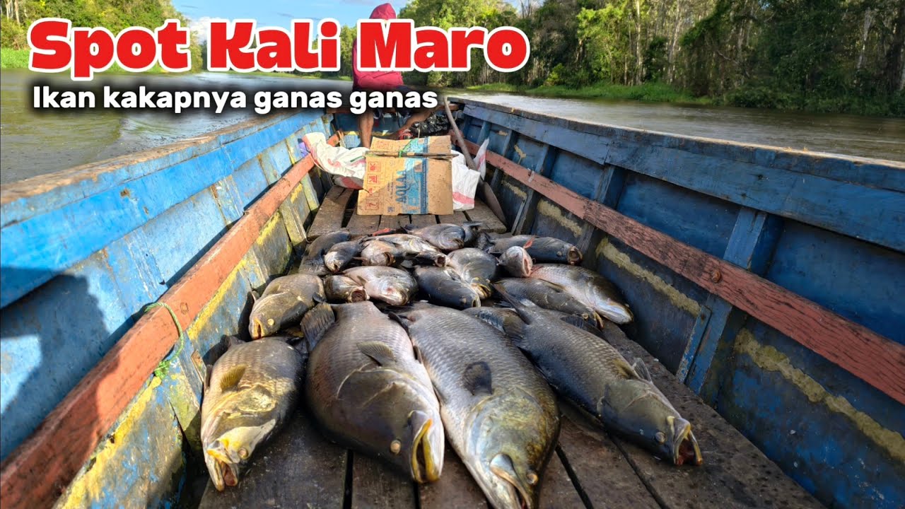 Strike ikan kakap bertubi tubi di spot kali maro Merauke