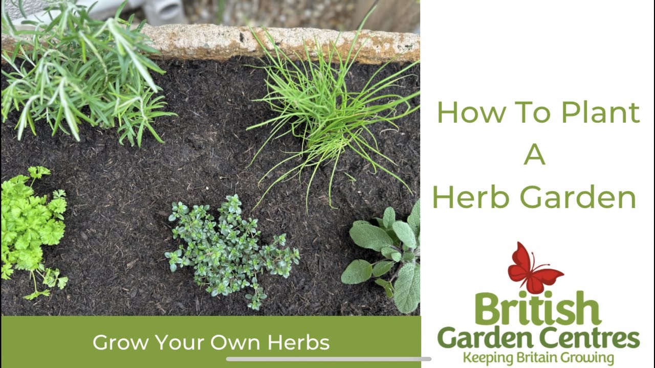 How to Plant a Herb Garden | British Garden Centres