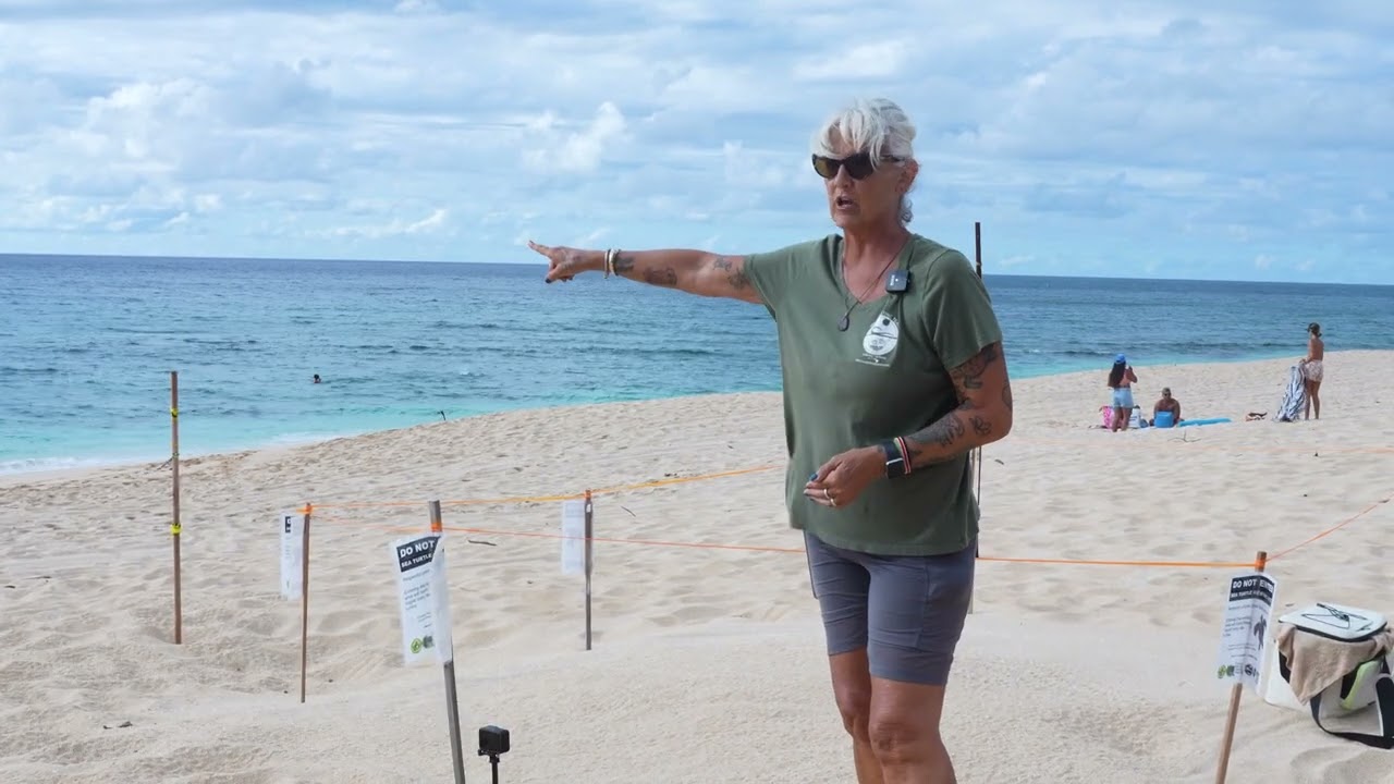 Ke Iki Beach Honu Nest Excavation