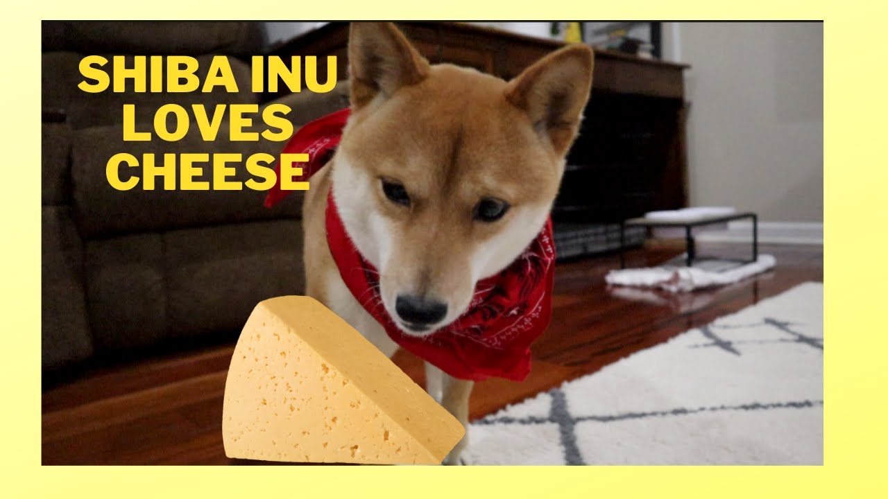 Cinny the Shiba Inu Loves to Eat Cheese!!