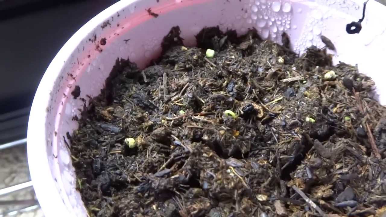 Growing Super Hot Peppers 01 - Germinate: 3 Different Methods