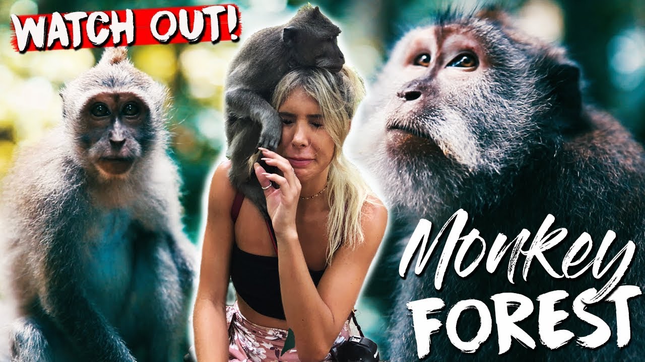 UBUD MONKEY FOREST (WATCH OUT!)