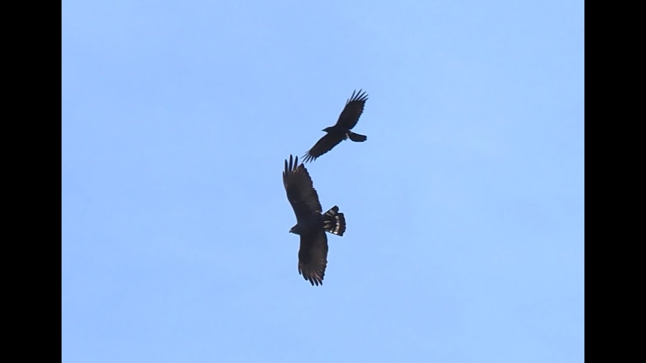 Zone-tailed Hawk Soaring and Crow attack-attempt Nov 2022