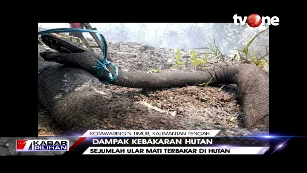 VIRAL!! Penampakan Ular Raksaksa yang Mati Terbakar Akibat Kebakaran Hutan