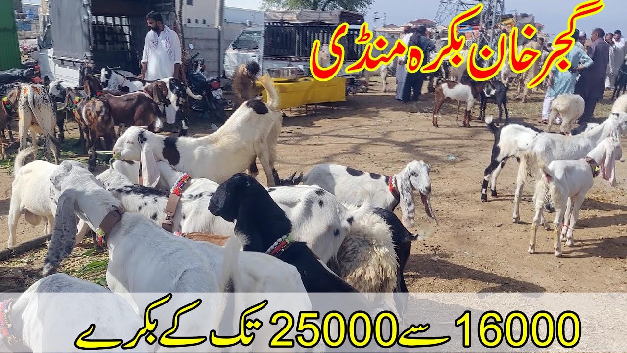 Gujarkhan Bakra Mandi Rate Updates | Maweshi Mandi Gujarkhan