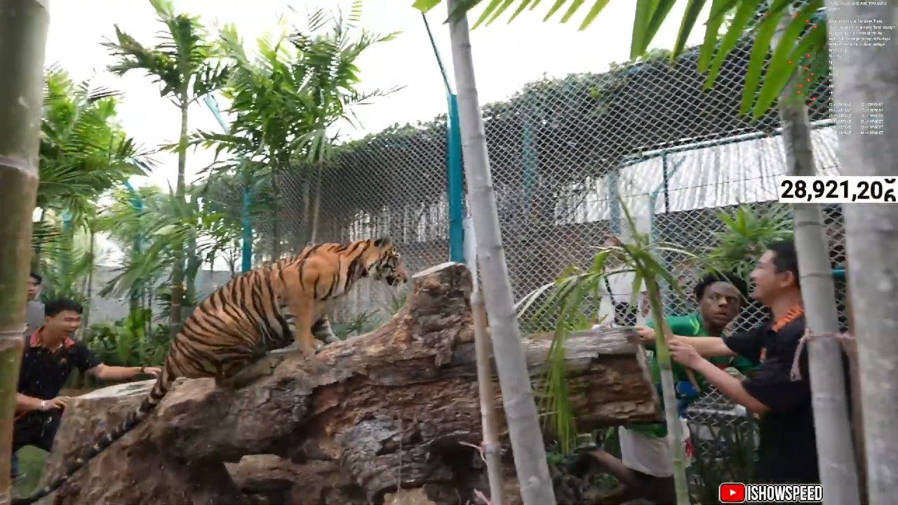 iShowSpeed ALMOST GETS ATTACKED BY A TIGER 💀