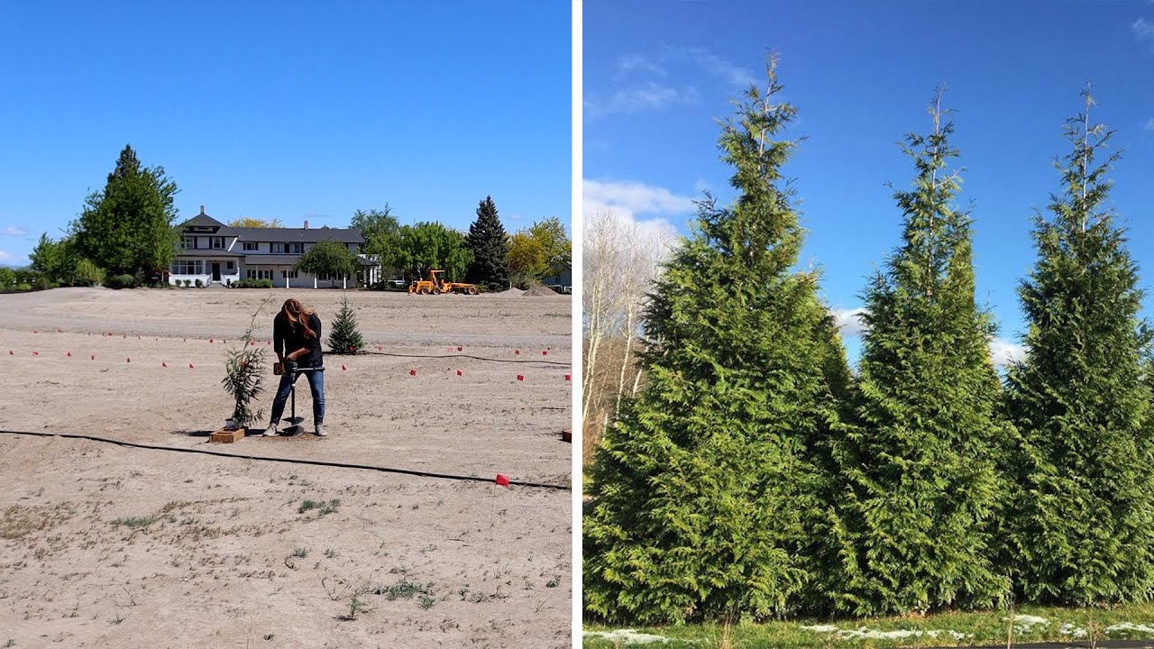 Planting an Arborvitae That Grows Fast! 🌲🙌 // Garden Answer