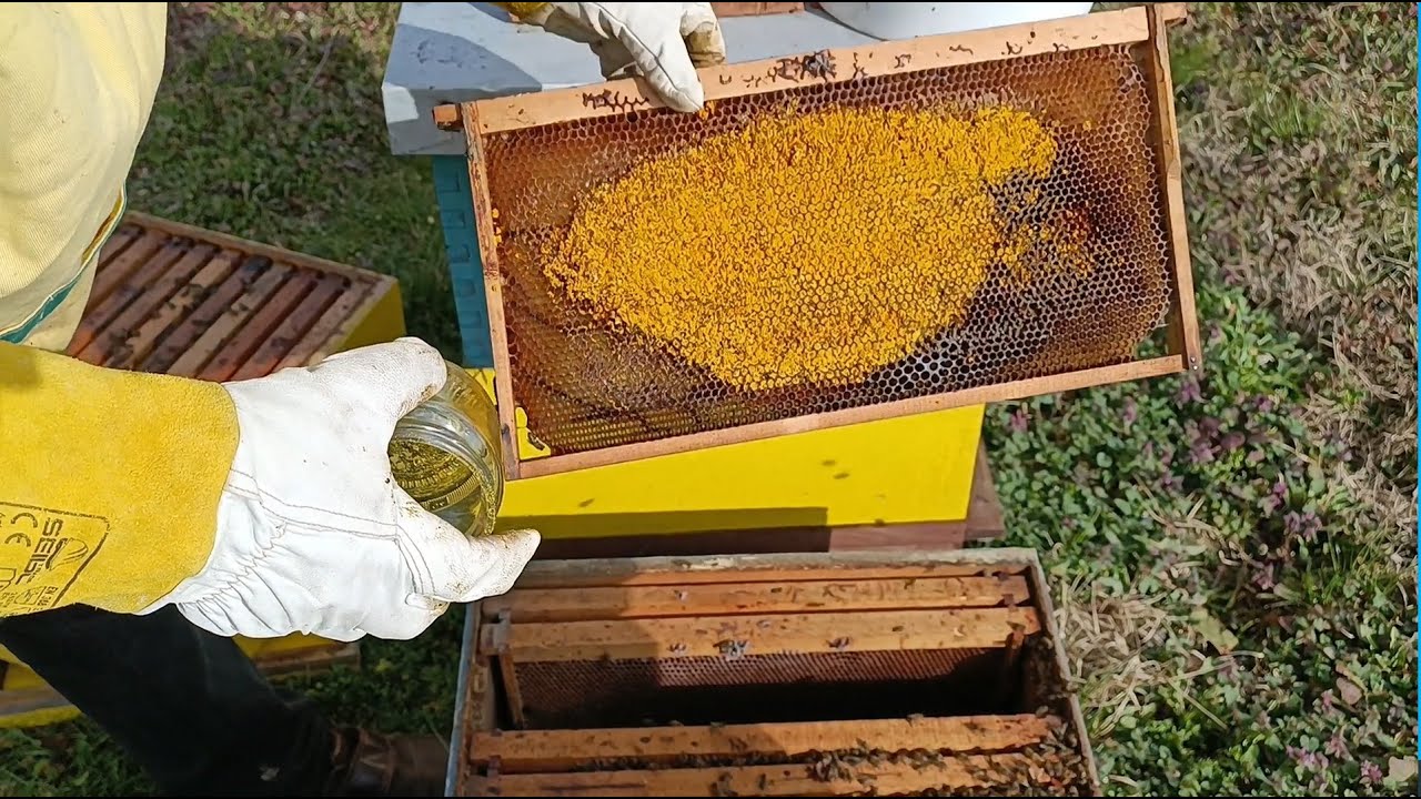 Jedan od načina stimuliranja pčela koji do sad niste vidjeli