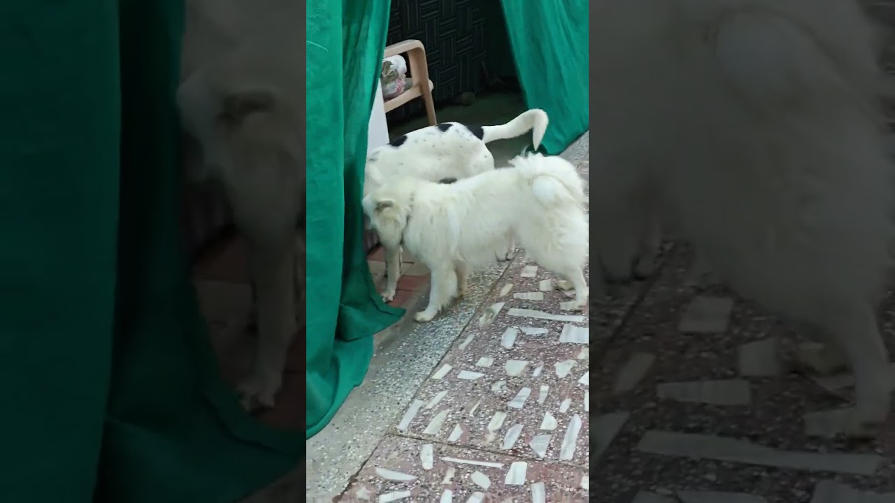 1cutepuppy, puppy, dog, dogshorts 
