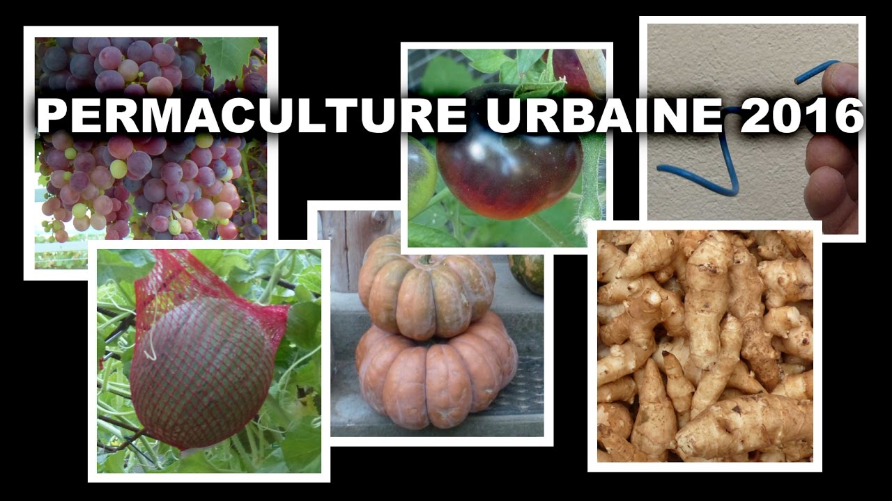 PERMACULTURE URBAINE EN 2016