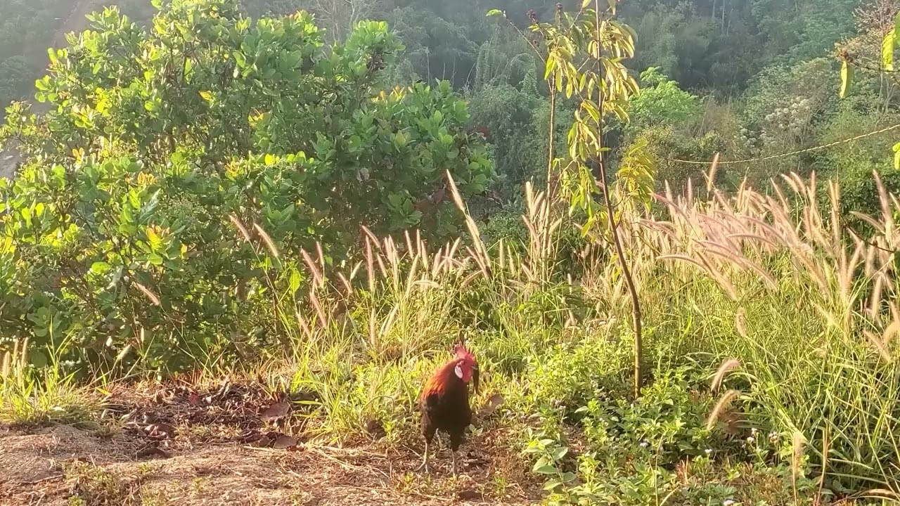 Trap wild chickens for sale, pure wild chicken bait with pure wild chicken rooster 02/16/2026