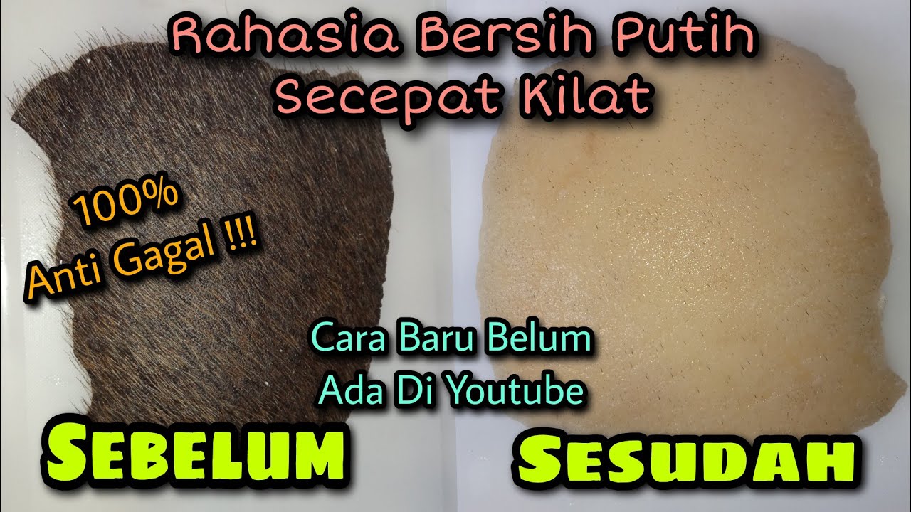 Cara Membersihkan Bulu Sapi/Kerbau Dengan Cepat ⁉️Bersih Putih Gampang Banget Dijamin Anti Gagal‼️