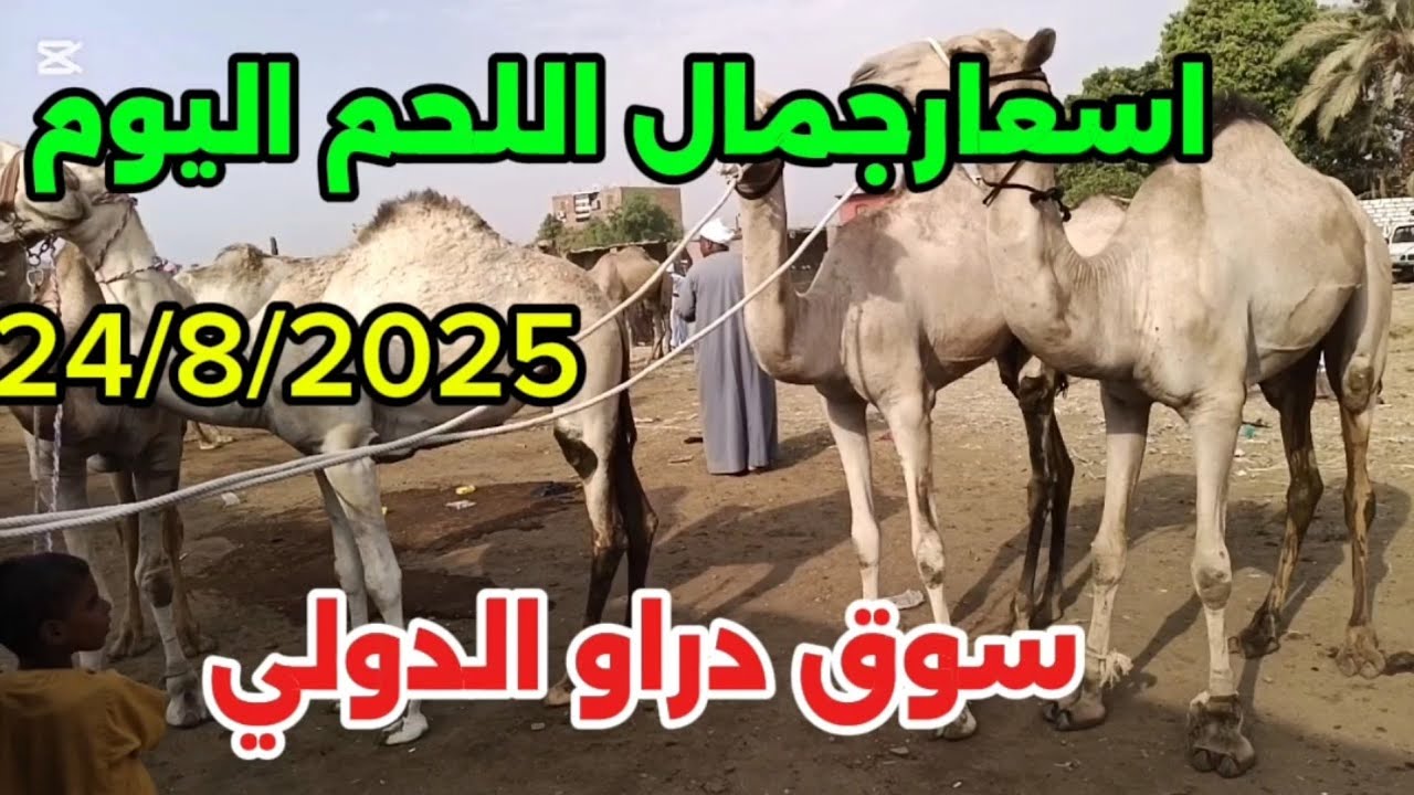 #انخفاض اسعار جمال اللحم بسوق دراو ٢٤ أغسطس ٢٠٢٥