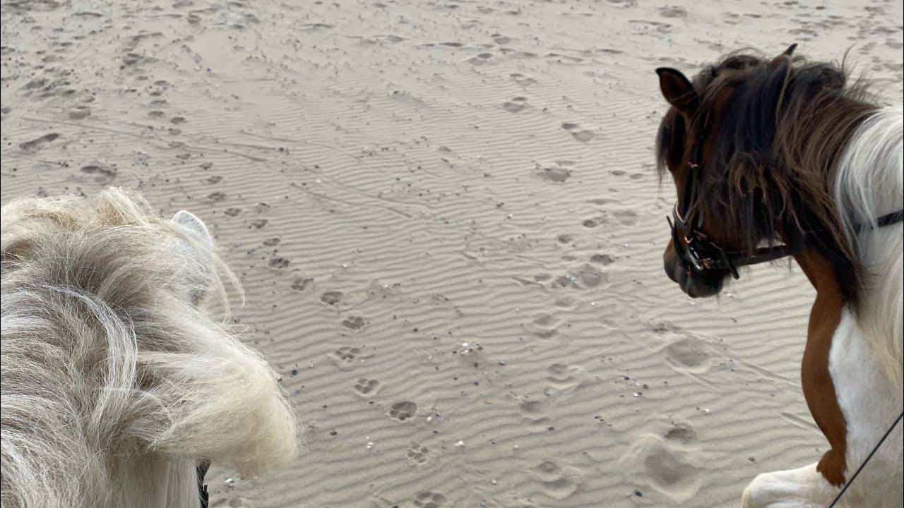 Reiten am Meer mit Freunden❤️🇳🇱 #AKASO Brave 7 LE #Isl&auml;nder