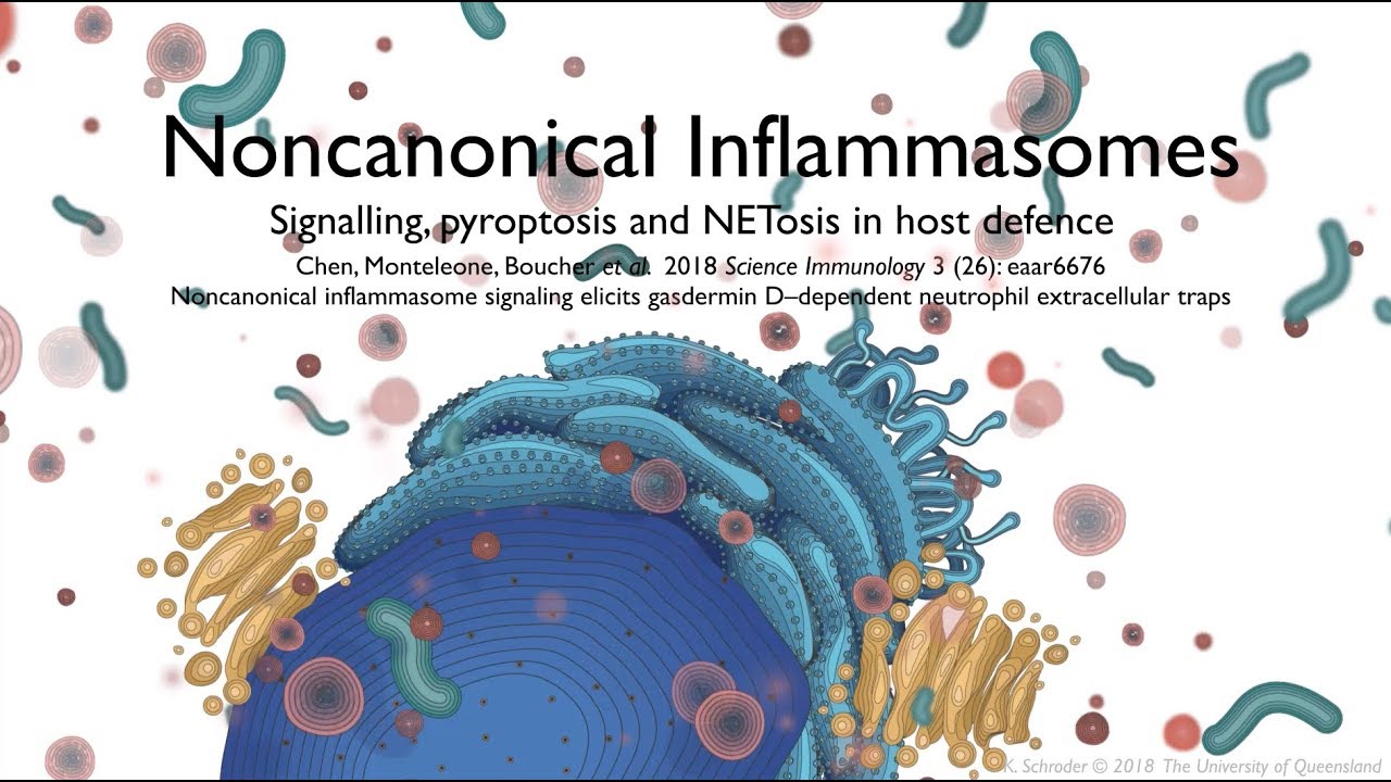 Noncanonical inflammasomes: signalling, pyroptosis and NETosis in host defence
