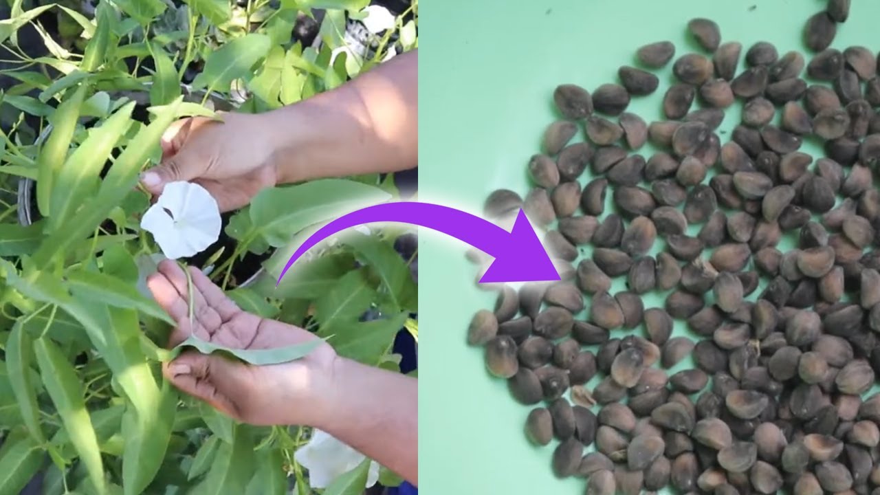 Cara memanen biji kangkung untuk dijadikan benih