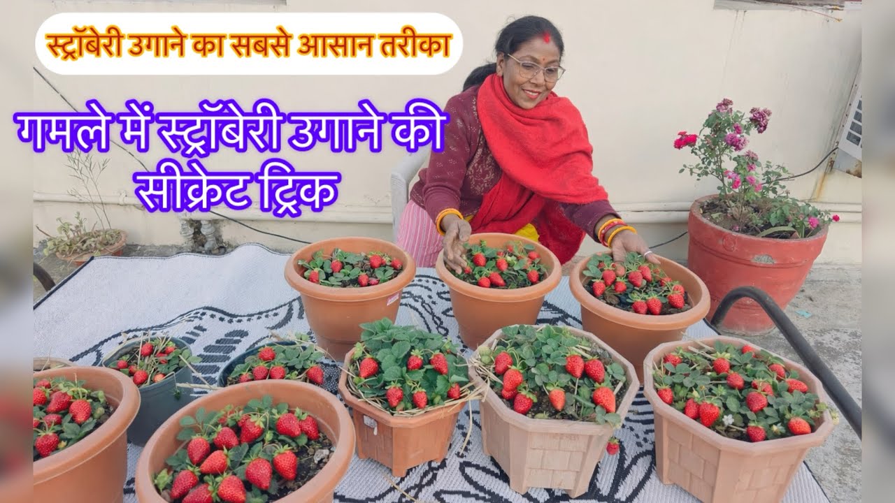 Grow more strawberries 🍓 | Easy strawberry plant care tips for lots of fruits| strawberry aise laga