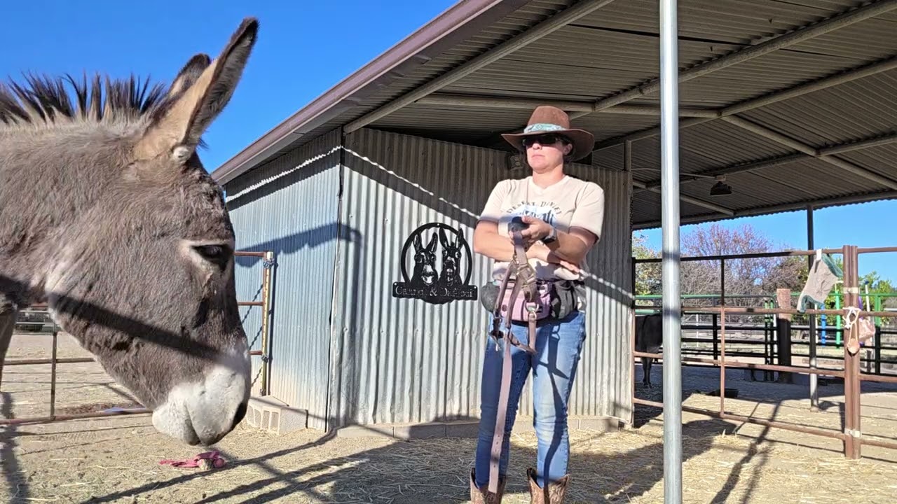 Working with Pablo 2/3 haltering and touching legs #donkey #donkeytraining