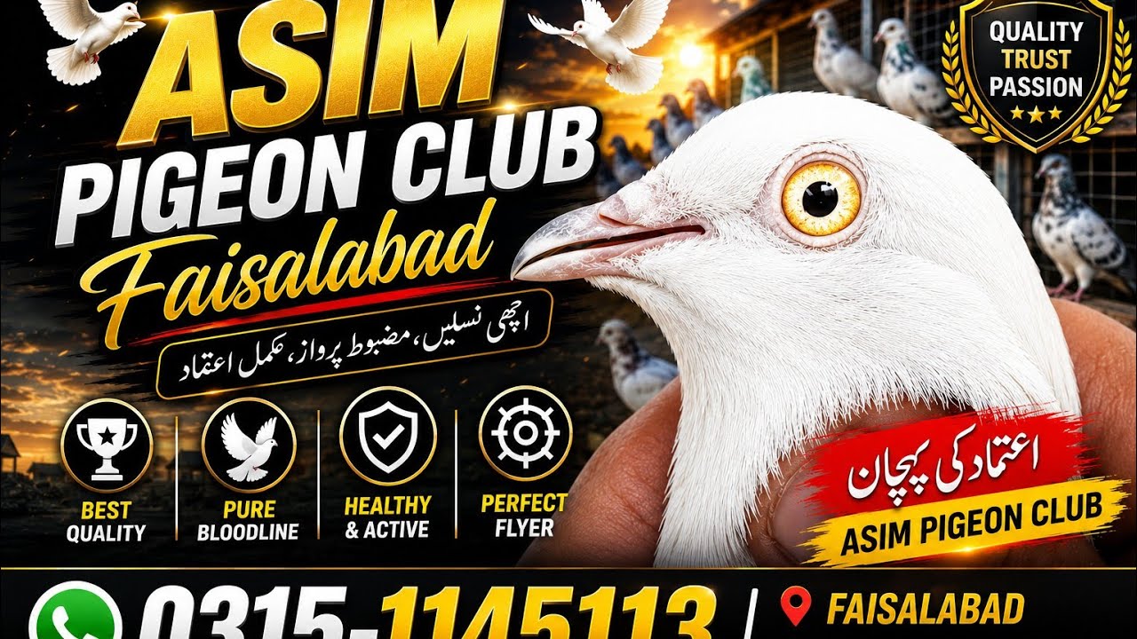 اچھےاور معیاری کبوتر ٹوٹل 12پیس جس بھائی نے لینے ہوں وہی رابطہ کریں لوکیشن فیصل آباد کال0315,1145113