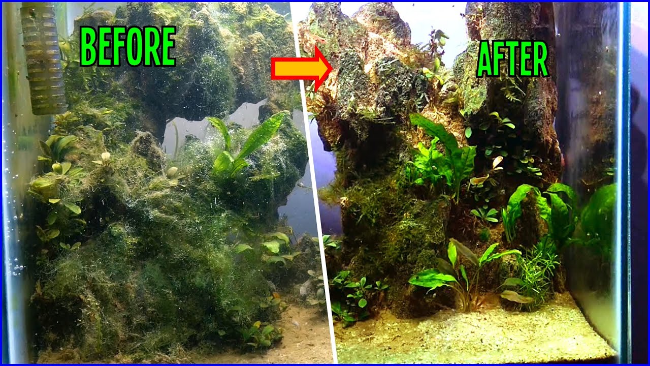 Cara Menghilangkan Alga Menggunakan H2O2 (Hidrogen Peroksida)