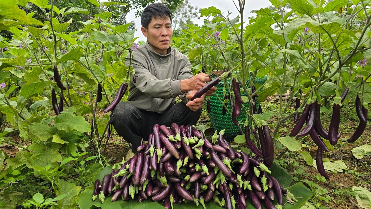 Harvest Eggplants Go To Market Sell - Make Bamboo Troughs For Ducks | Solo Surviaval