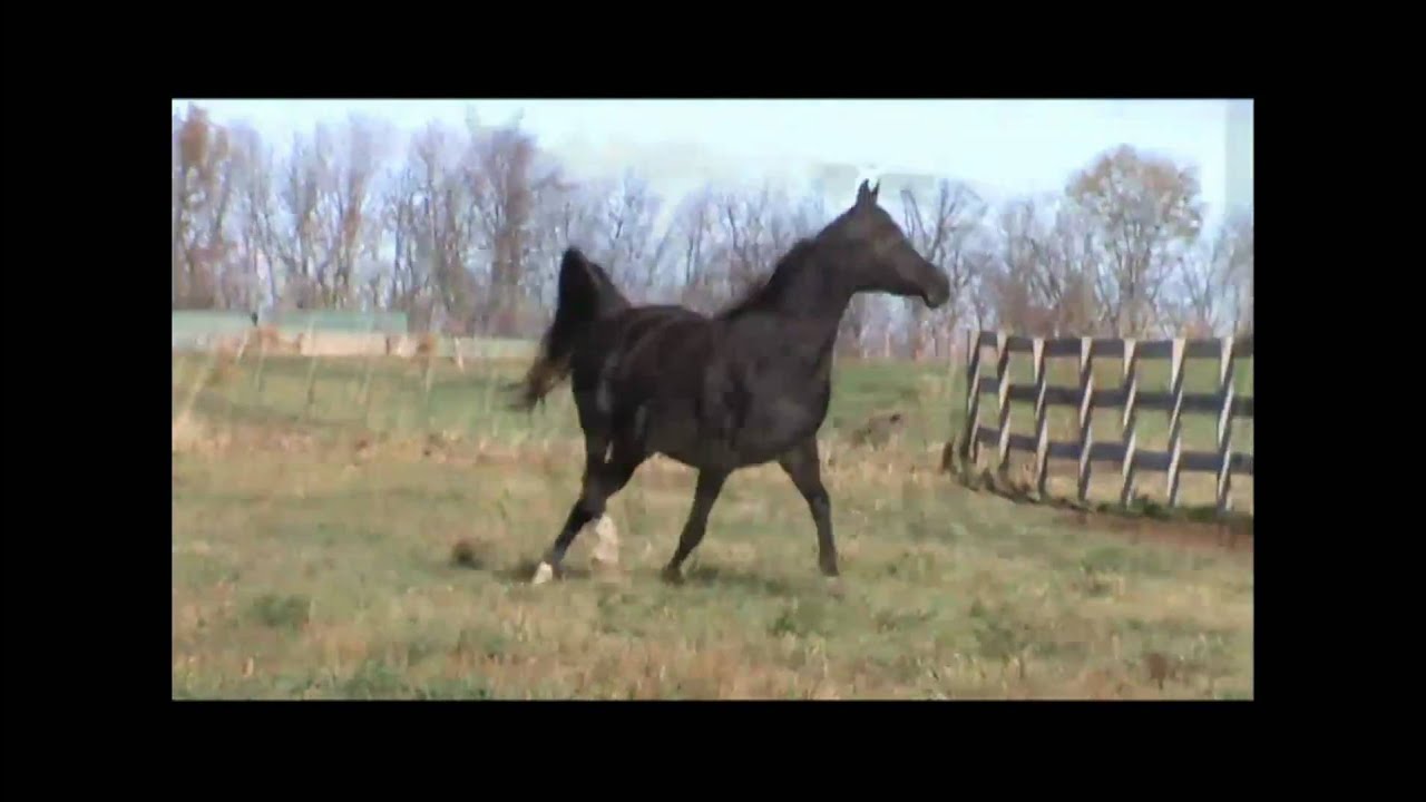 HMT Muriba (Black Arabian Mare)