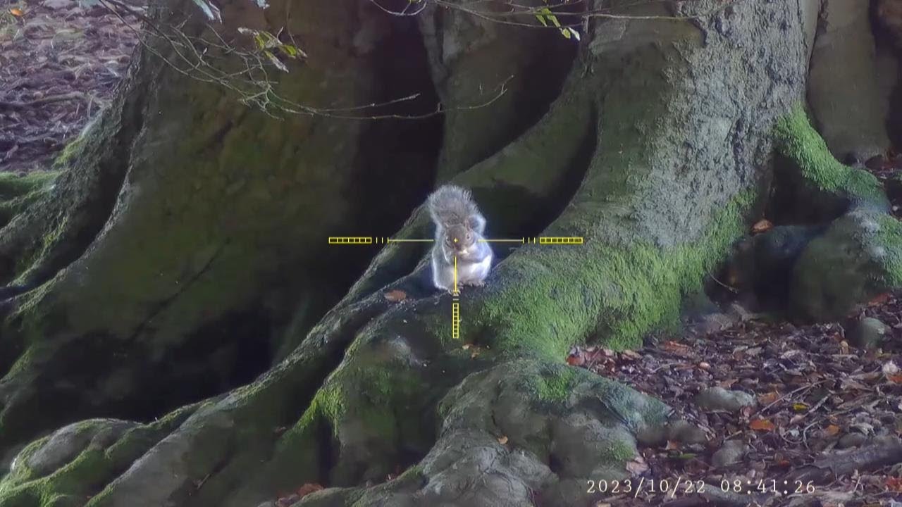 Shooting Grey Squirrels On The Ground