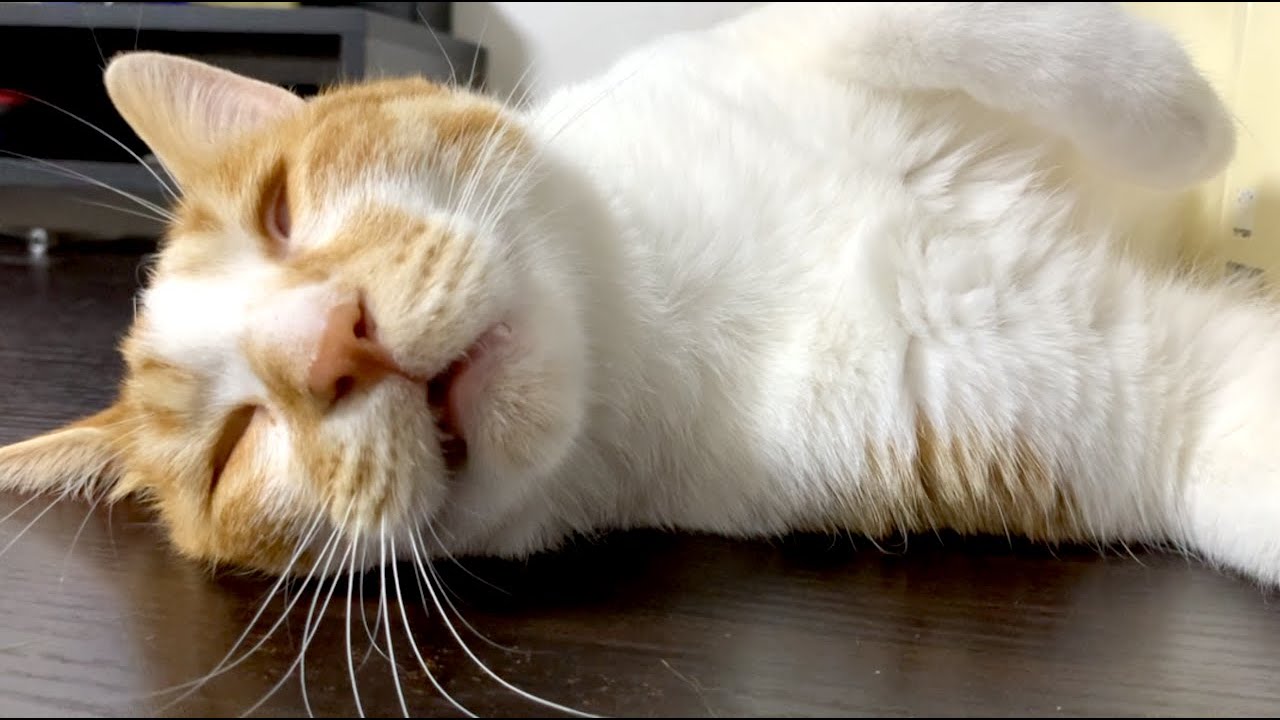 Cats sleeping, dreaming & twitching, snoring & making funny noises 2020 collection