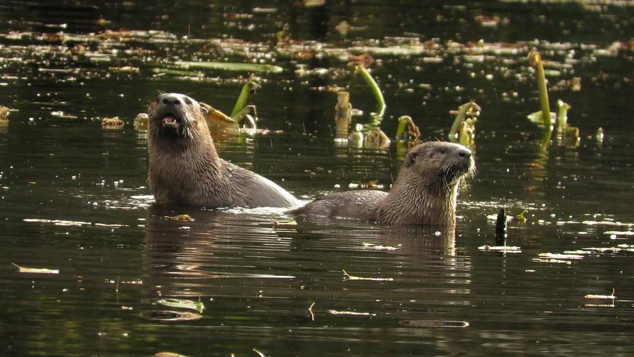 Sitka Oldduffer Puts the Sneak on a Group of River (Land) Otter. Big Bear Tracks near the House.