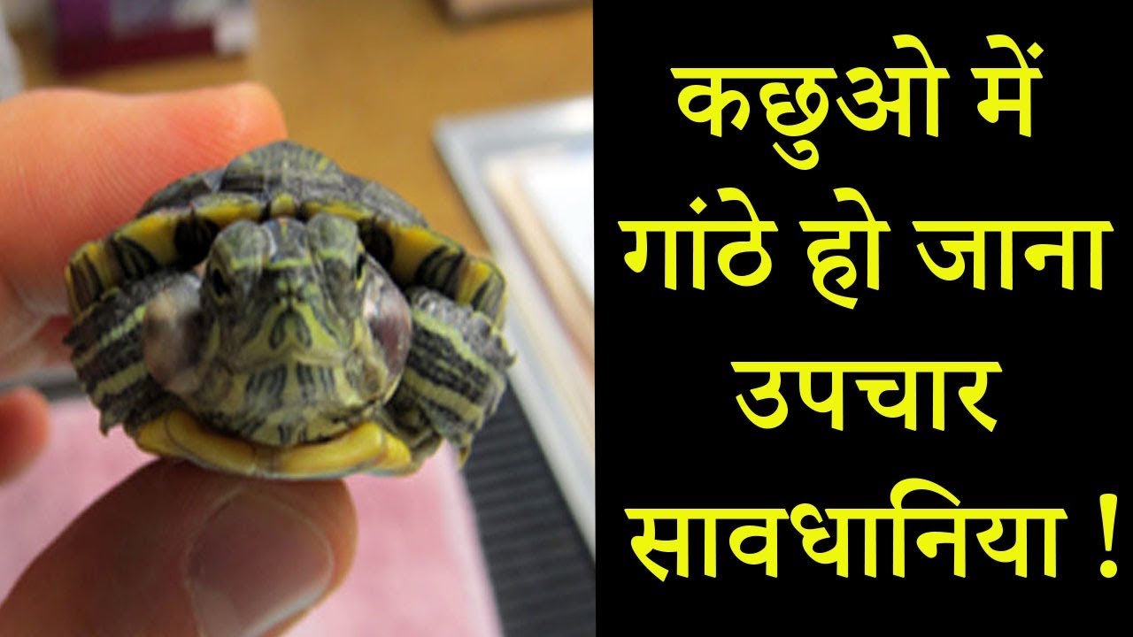 कछुओ में गांठे हो जाना || abscess in turtle || Treatment || Dr Nagender Yadav