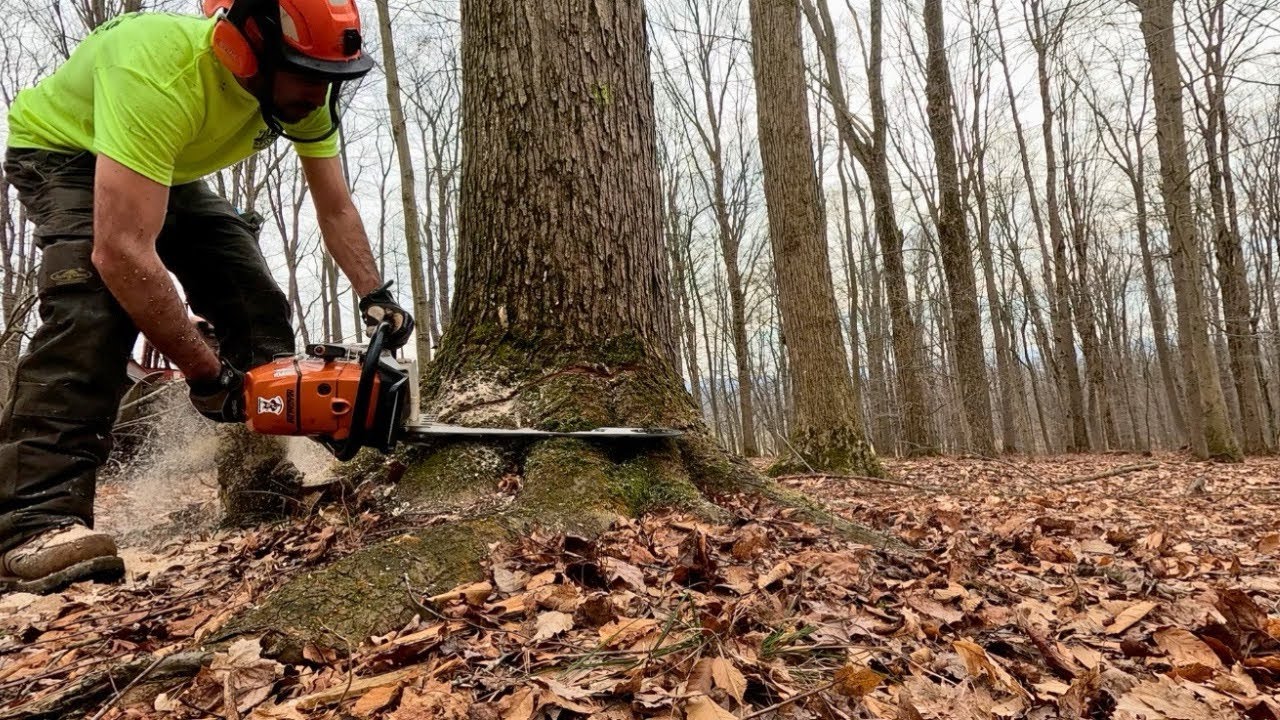 Northeast Hardwoods //  Cable Skidder & Chainsaw 