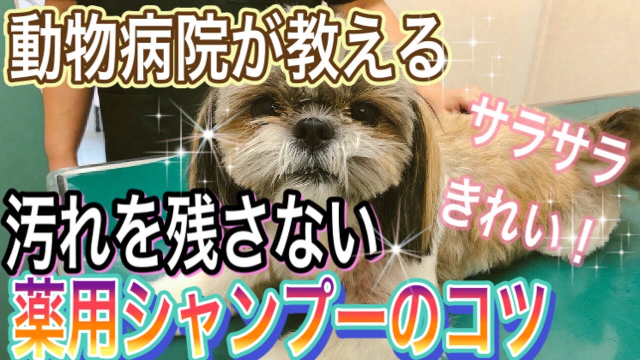 動物病院が教える犬の薬用シャンプーのコツ【How to shampoo a dog taught by a veterinarian】フケや汚れが残らない方法あります。
