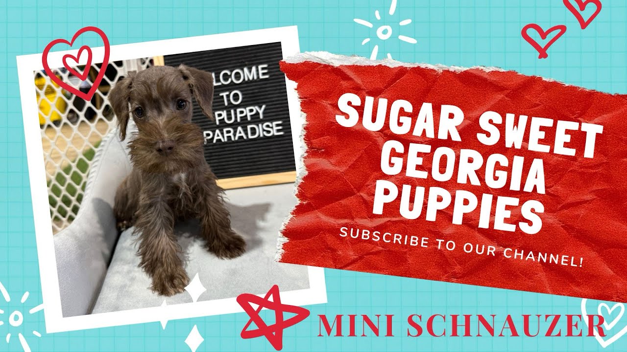Mini Schnauzer Puppies For Sale