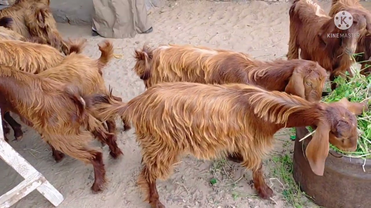 رحت جبت الشامي دا من سينا وانا متأكد أن مزارع مصر كلها متقدرش تنتج ١٠٪من شامي سينا