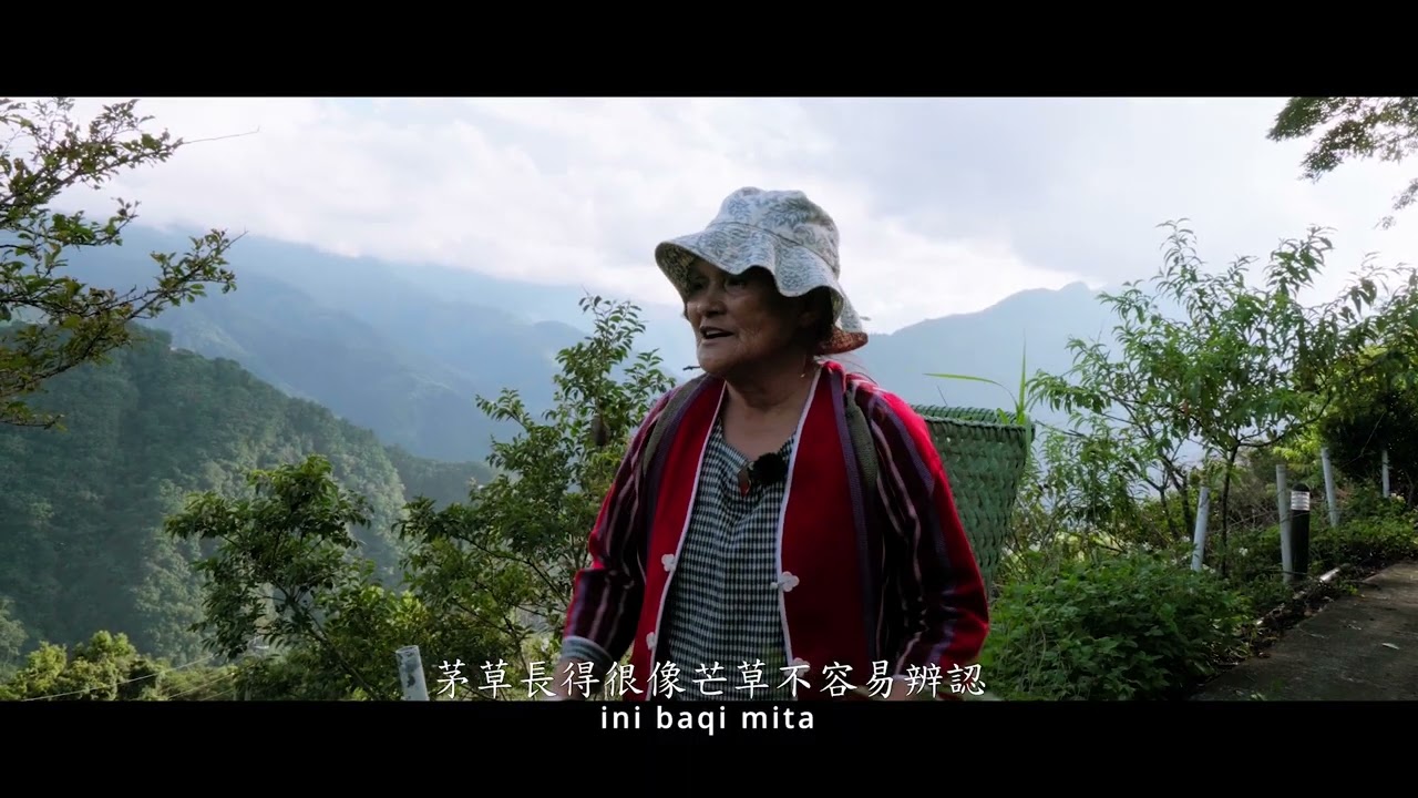 原住民藥草復振影像(茅草agyaq)