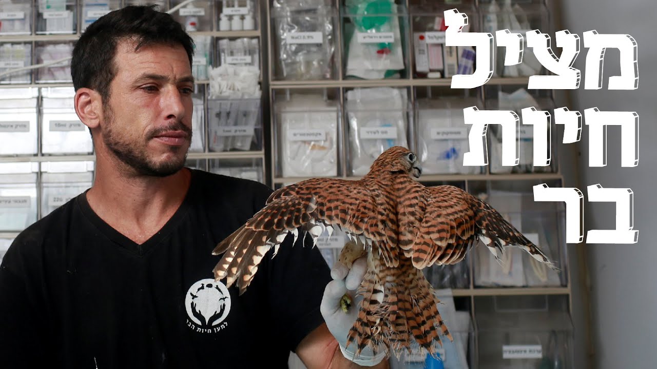 המשוגעים לדבר: ד