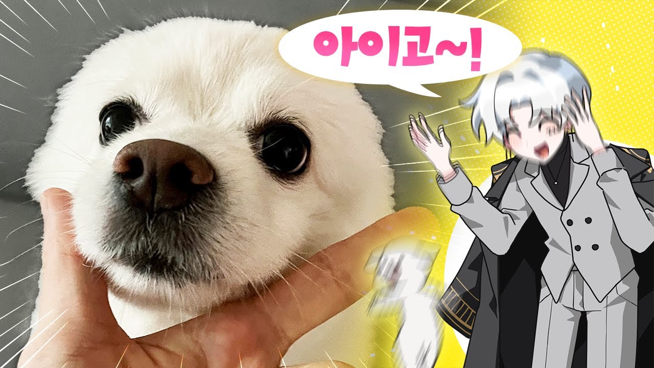 우리 강아지 잘한다!!!!!!! 버튜버 갱얼쥐 최초 공개 (월간 핫클립)