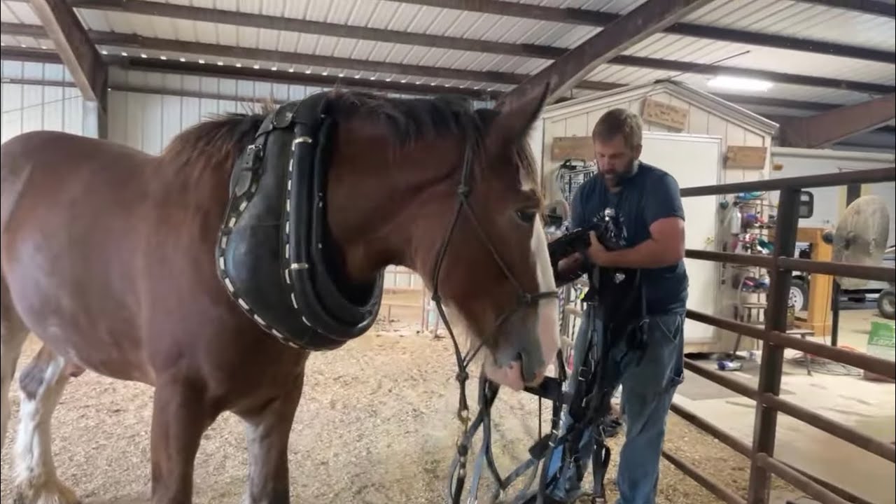 LIVE Harness Tack Up With Oliver!