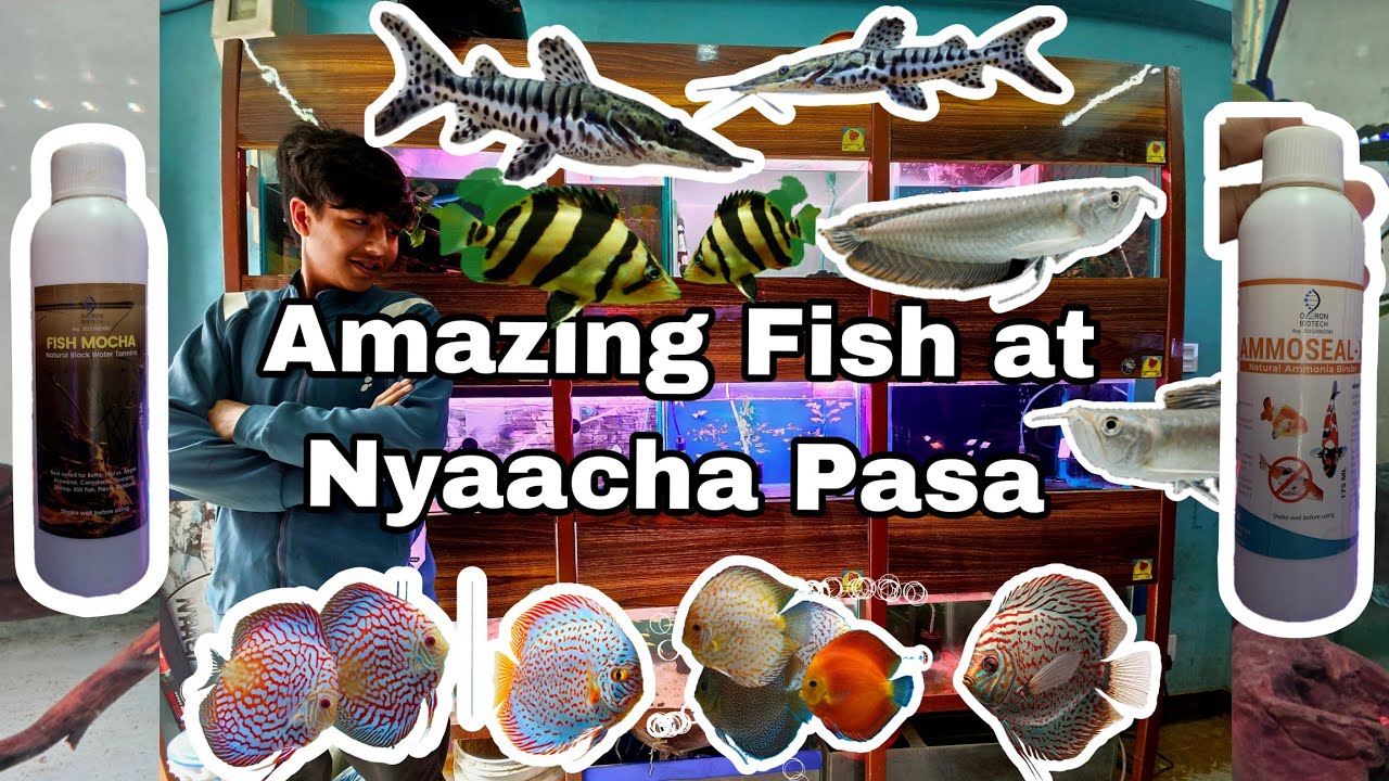 Nyaacha Pasa New Fish Stock- Aquarium Shop - Aquarium store vlog #aquariumshop #aquavlog