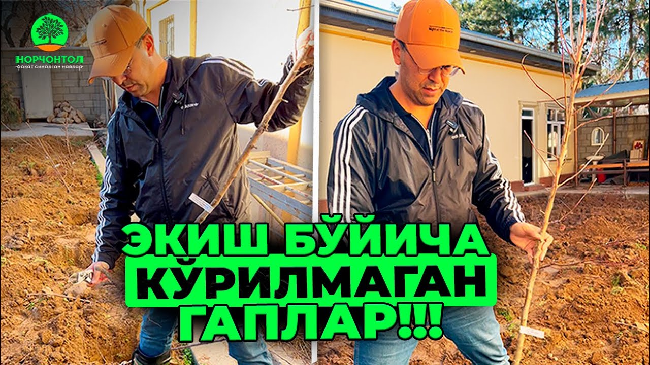 ЯНГИ КЎЧАТЛАРНИ ТЎҒРИ ЭКИШНИ ЎРГАНАМИЗ | ШУҲРАТ АБРОРОВ  #shuhratabrorov #КЎЧАТЛАРНИТЎҒРИЭКИШ