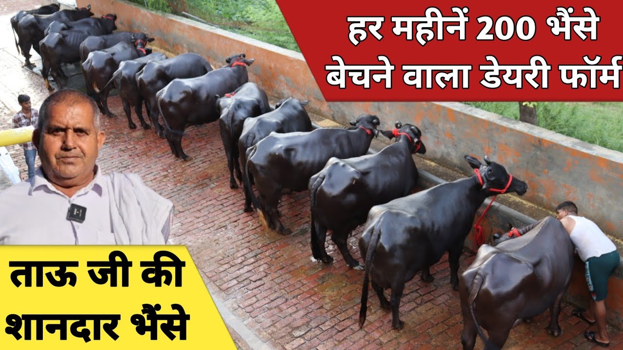 ताऊ जी की शानदार भैंसे, गारण्टी से हर महीनें बेचते है 200 भैंसे ||Bhavika Dairy Farm (9992611554)