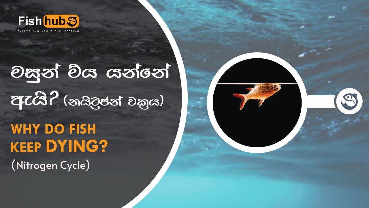 How to lower Ammonia in your Aquarium | Sinhala | Eng Sub |