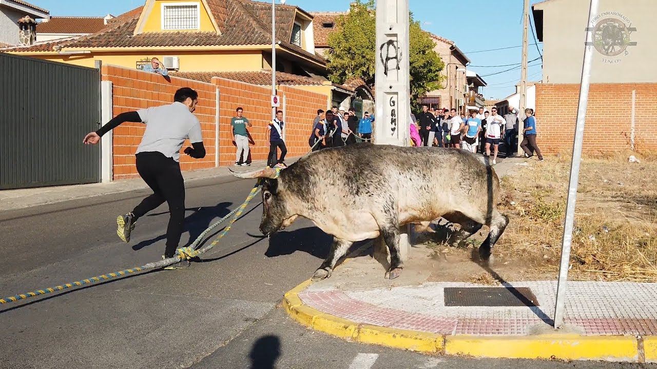 Toro Enmaromado de Yuncos 