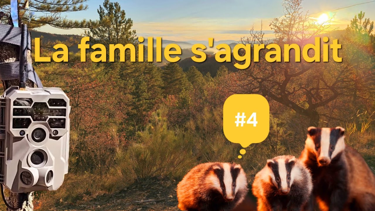 J'ai le plaisir de vous partager leur première sortie !! 🦡🦡🦡🦡