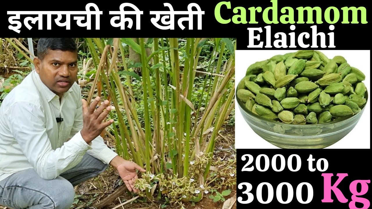 Cardamom farming in India, इलाइची की खेती, 2000 to 3000 kg, Cardamom auction, #cardamarming