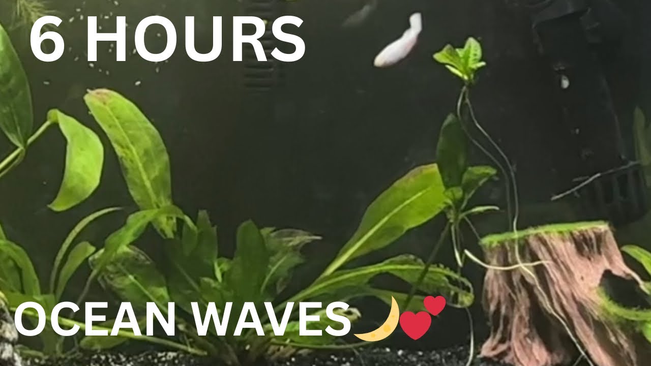 6 Hours of Ocean Waves & Guppy Tank 🌙💕 Relaxing Aquarium No Ads