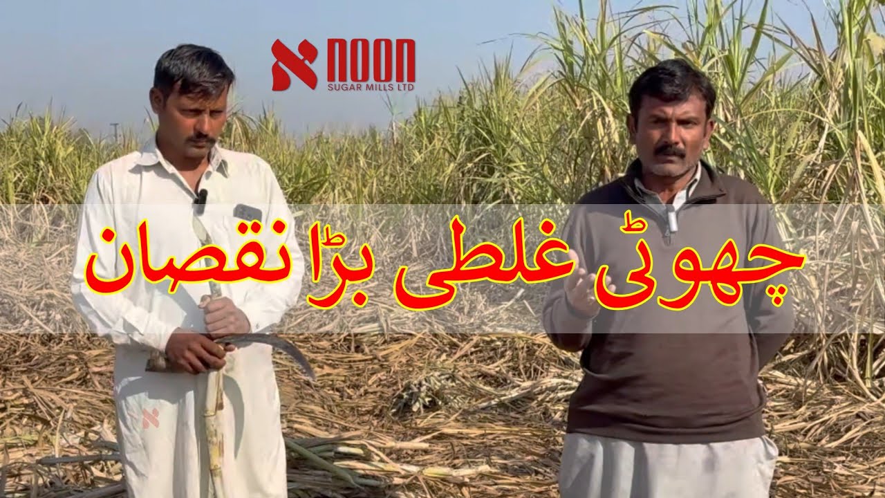 کماد کی صفائی اور لیبر کی درست نگرانی | ملز پر مسائل سے بچنے کا آسان طریقہ